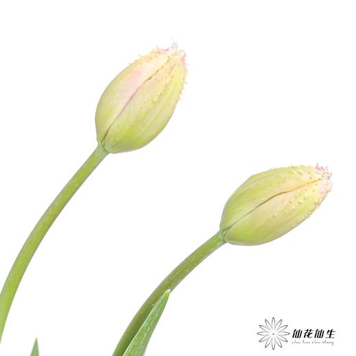 国产郁金香｜丽贝卡 【【如运输过程中出现黄叶不售后，介意慎拍】 商品图5