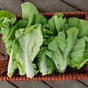 茭菜心（400g）-基地现摘现发 商品缩略图4
