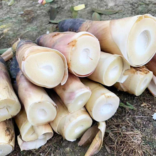 『明月村雷竹笋』现挖现发，鲜嫩甘甜，熊猫都爱吃的笋 商品图6