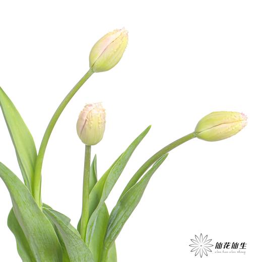 国产郁金香｜丽贝卡 【【如运输过程中出现黄叶不售后，介意慎拍】 商品图10