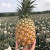 树上熟·海南金钻凤梨·180天的自然成熟 黄金酸甜比  商品缩略图4