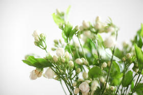  3.8女神节，让我们一起成为轻盈美丽的芬芳女子 