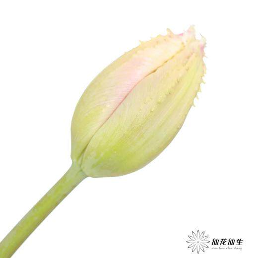 国产郁金香｜丽贝卡 【【如运输过程中出现黄叶不售后，介意慎拍】 商品图9