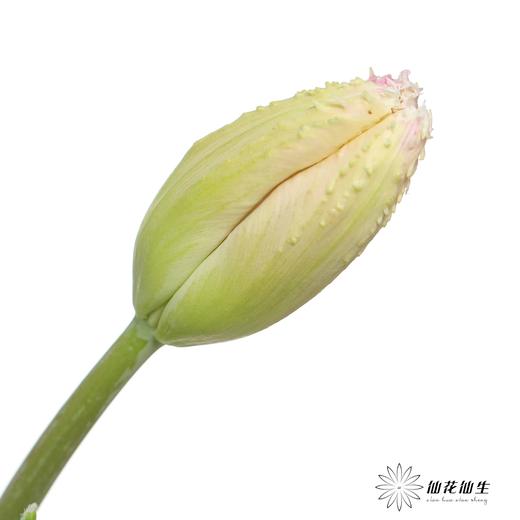 国产郁金香｜丽贝卡 【【如运输过程中出现黄叶不售后，介意慎拍】 商品图4