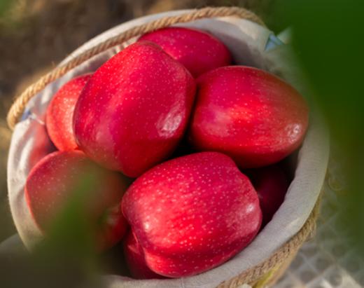 瑞香红苹果礼盒装大果木美土里2025产季新鲜上市脆甜好吃 商品图4