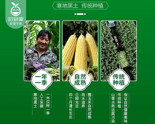 【到手3袋】庆一绿农·带皮锁鲜速冻糯玉米/3袋（单袋约550g 2根）生产日期：25年10月 商品图1