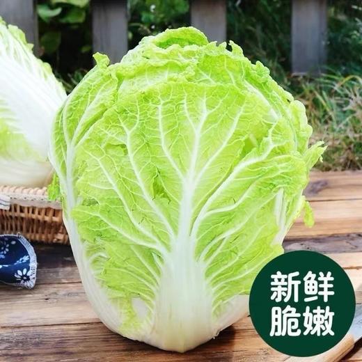 【超市】大白菜 商品图1