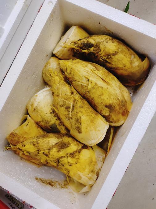 春笋一个（拼团） 商品图0