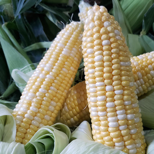 云南水果玉米，一口爆浆，脆甜鲜嫩多汁，超好吃 商品图4