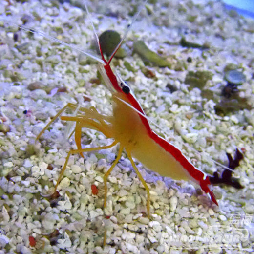 医生虾-斯里兰卡 商品图6