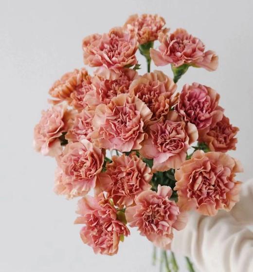 康乃馨【 时间是让人猝不及防的东西，偷走了青丝，留住你】简小姐精选 稀有康乃馨  2件包邮 下单48小时发货 商品图0