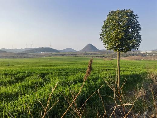 户外@【连州梨花】赏“广东小林芝”梨花+高山牧场+桃花林1天 商品图3