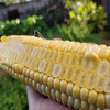 云南水果玉米，一口爆浆，脆甜鲜嫩多汁，超好吃 商品缩略图5