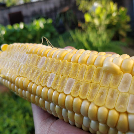 云南水果玉米，一口爆浆，脆甜鲜嫩多汁，超好吃 商品图5