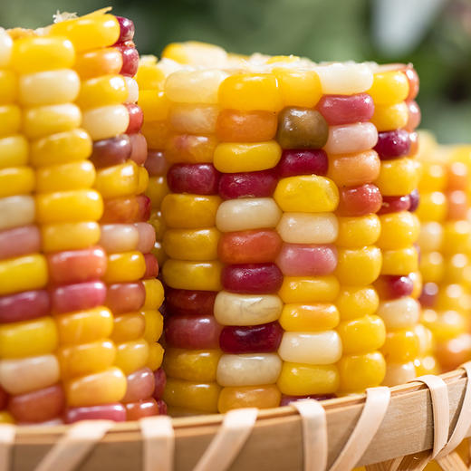 五彩鲜玉米｜非转基因 科学生态种植 糯甜比例堪称完美 颗粒饱满如珍珠 低脂低卡 富含膳食纤维 方便快手 冰鲜鲜玉米 商品图5