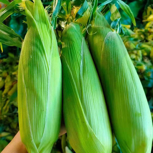 云南水果玉米，一口爆浆，脆甜鲜嫩多汁，超好吃 商品图1