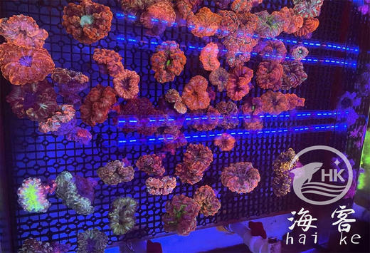 双色水晶脑 商品图1