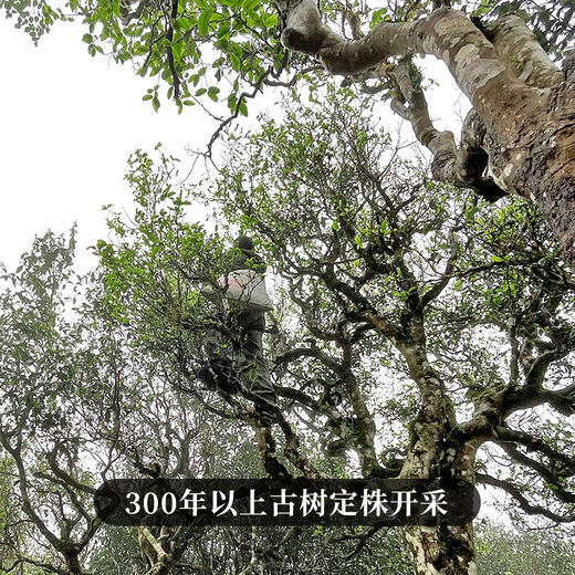 【春茶预售】【邦崴】店铺补贴钜惠 2023年春茶普洱茶区300年邦崴古茶357g饼茶  成提购 5饼/提 商品图1