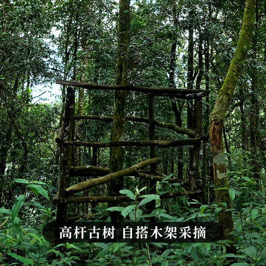 【春茶预售】【邦崴】店铺补贴钜惠 2023年春茶普洱茶区300年邦崴古茶357g饼茶  成提购 5饼/提 商品图6