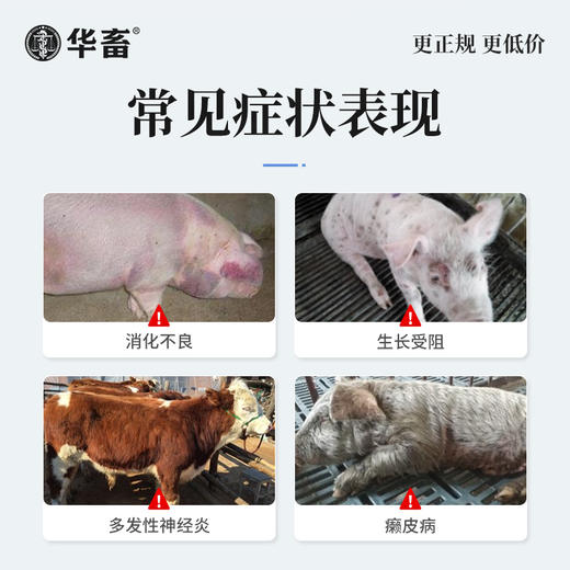 华畜兽药 复合维生素B注射液 猪牛羊赖皮病口腔炎 商品图1