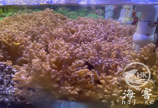 硬手指 商品图0