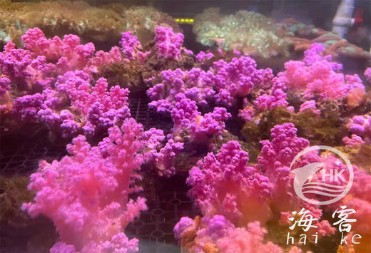 粉水桃花 商品图0