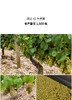 赛格博得酒庄夏布利沃德斯特级园干白 2019 Domaine Seguinot-Bordet Vaudesir Chablis Grand Cru 商品缩略图1