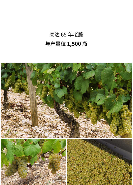 赛格博得酒庄夏布利沃德斯特级园干白 2019 Domaine Seguinot-Bordet Vaudesir Chablis Grand Cru 商品图1