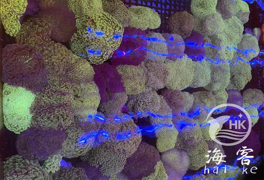 绿榔头 商品图1