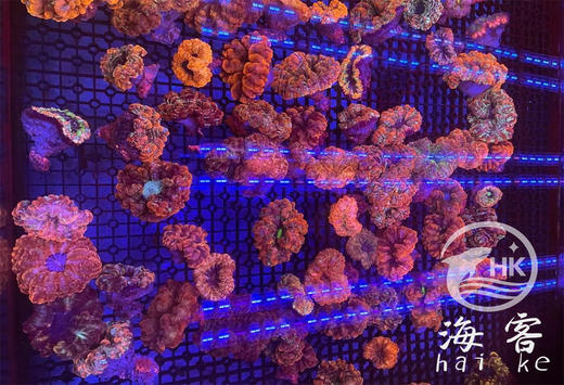 双色水晶脑 商品图0