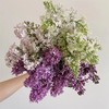 高端荷兰进口丁香花5支 商品缩略图0