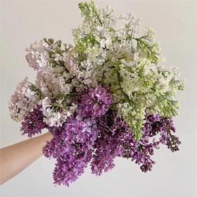 高端荷兰进口丁香花5支