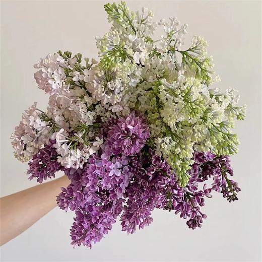 高端荷兰进口丁香花5支 商品图0