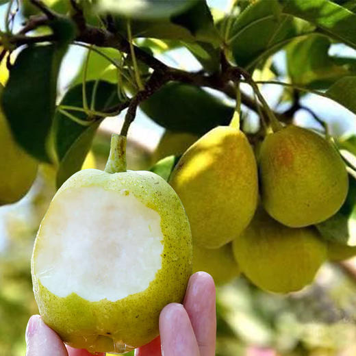 【疆品南下】西圣丨库尔勒香梨 约5斤 （仅发广东省） 商品图3