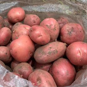 云南高山红皮土豆
