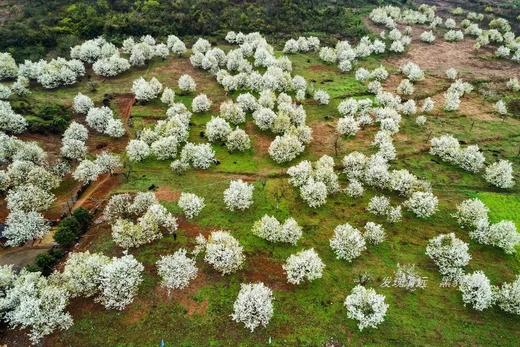 户外@【连州梨花】赏“广东小林芝”梨花+高山牧场+桃花林1天 商品图4