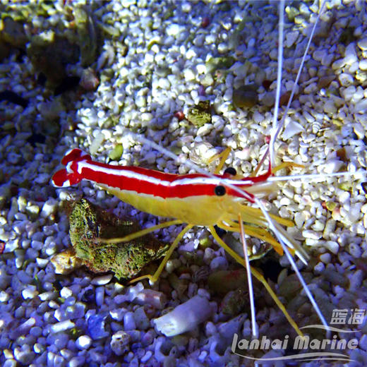 医生虾-斯里兰卡 商品图4