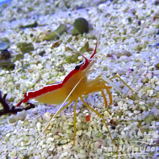 医生虾-斯里兰卡 商品图1