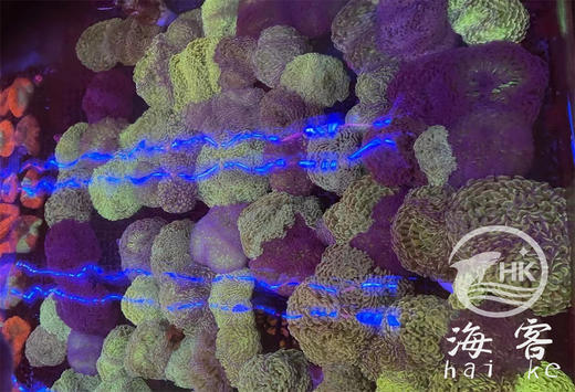 绿榔头 商品图0