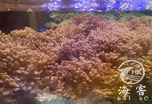 硬手指 商品图1