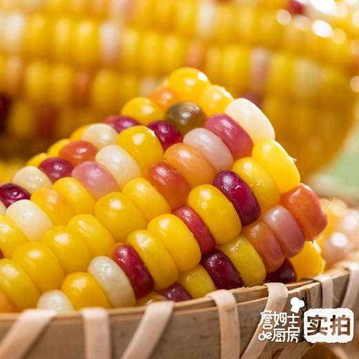 五彩鲜玉米｜非转基因 科学生态种植 糯甜比例堪称完美 颗粒饱满如珍珠 低脂低卡 富含膳食纤维 方便快手 冰鲜鲜玉米 商品图3