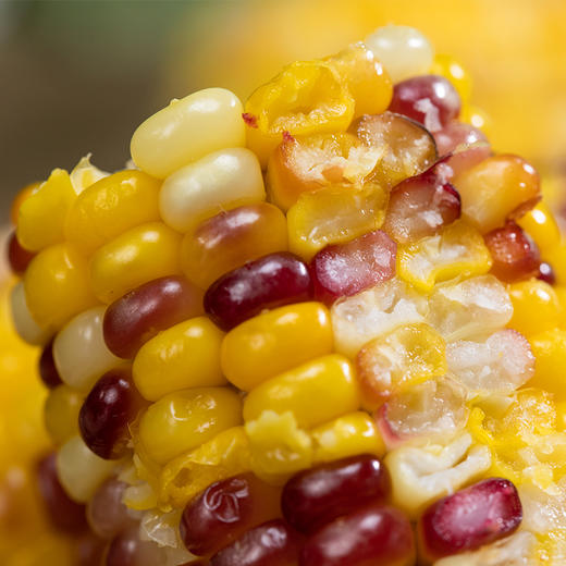 五彩鲜玉米｜非转基因 科学生态种植 糯甜比例堪称完美 颗粒饱满如珍珠 低脂低卡 富含膳食纤维 方便快手 冰鲜鲜玉米 商品图10