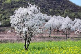 户外@【连州梨花】赏“广东小林芝”梨花+高山牧场+桃花林1天