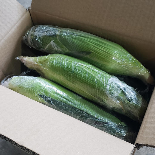 云南水果玉米，一口爆浆，脆甜鲜嫩多汁，超好吃 商品图3