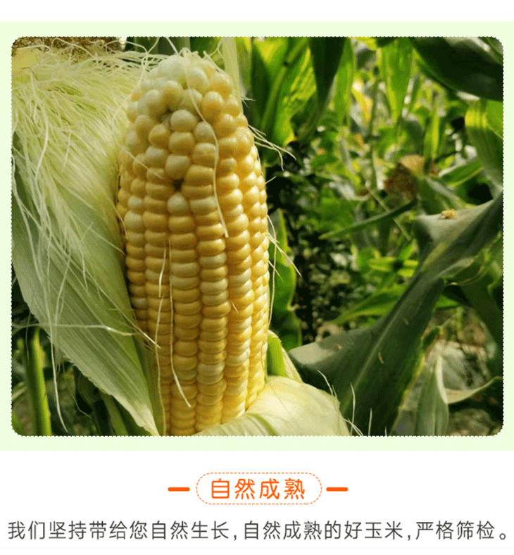 1608883068916217.png 详情(1)_07.png