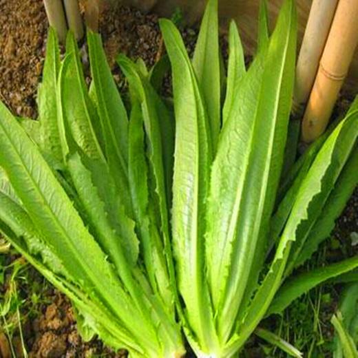 【超市】油麦菜 商品图1