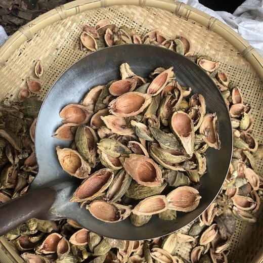 大腹皮 商品图4