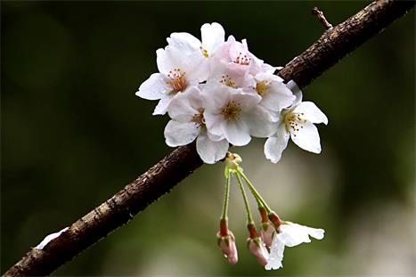 春色大别山+武汉樱花：武汉樱花、大别山罗田薄刀峰、浠水、武穴、蕲春、新县油菜花、村庄、山川云海深度行摄之旅8-10天 商品图2