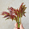 【云南高山红油香椿芽】头茬香鲜--云南有机香椿 香椿酱  吃早  吃鲜  吃嫩  纯甜 春季要吃的香椿 口感脆嫩 错过zhi能等明年咯～ 商品缩略图1