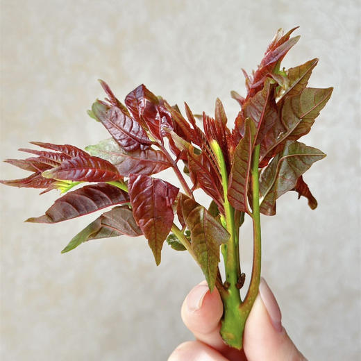 【云南高山红油香椿芽】头茬香鲜--云南有机香椿 香椿酱  吃早  吃鲜  吃嫩  纯甜 春季要吃的香椿 口感脆嫩 错过zhi能等明年咯～ 商品图1